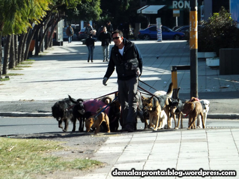 Figuras fáceis nos parques e praças de Buenos Aires: os passeadores de cachorros!