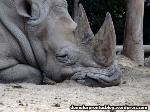 O rinoceronte parecia cansadão... 